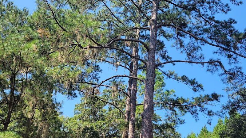 Windsor Forest Dog Park - Savannah, GA