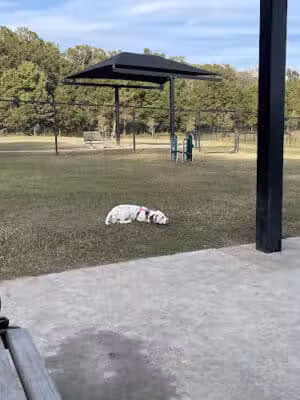Mohawk Dog Park - Savannah,