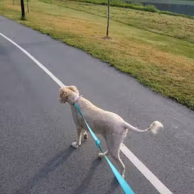 Mohawk Dog Park - Savannah,