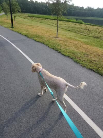 Mohawk Dog Park - Savannah,