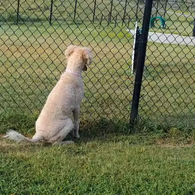 Mohawk Dog Park - Savannah,