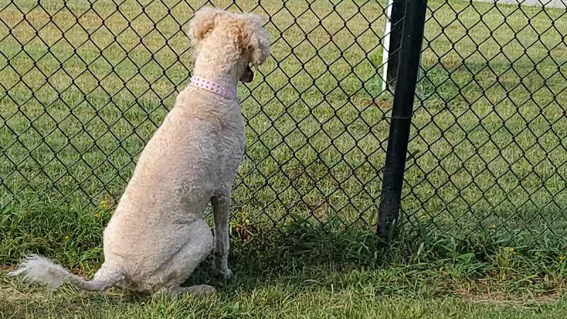 Mohawk Dog Park - Savannah,