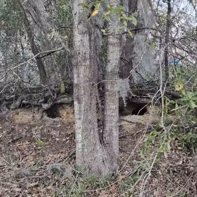 Mohawk Dog Park - Savannah,