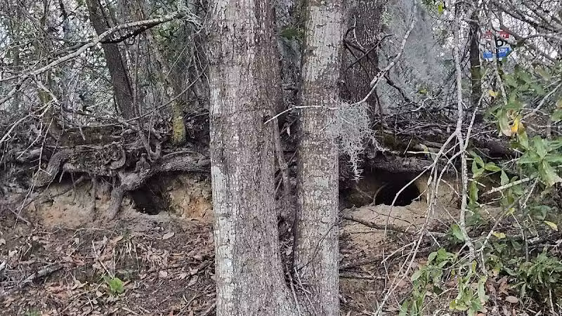 Mohawk Dog Park - Savannah,