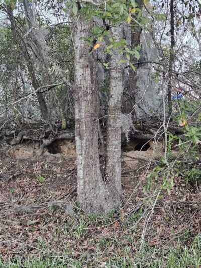 Mohawk Dog Park - Savannah,