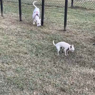 Mohawk Dog Park - Savannah,