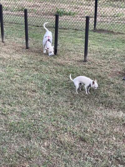 Mohawk Dog Park - Savannah,