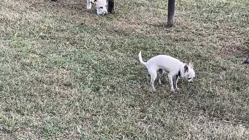 Mohawk Dog Park - Savannah,