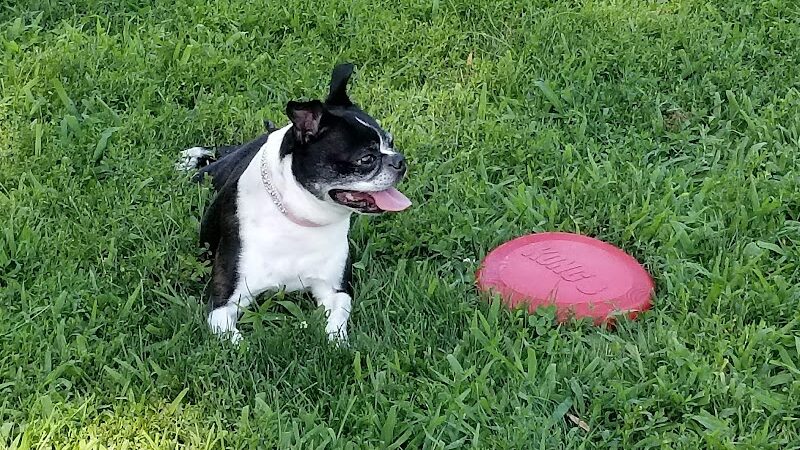 Andersen Dog Park - Schenectady, NY