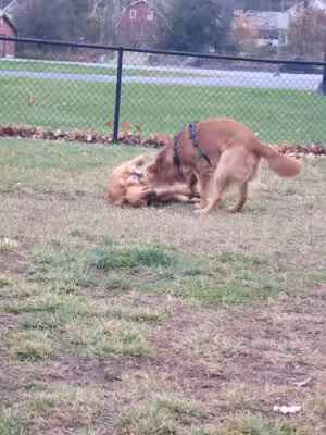 Town of Colonie Dog Park - Schenectady, NY