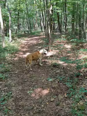 Natural Lands' Meng Preserve - Schwenksville, PA