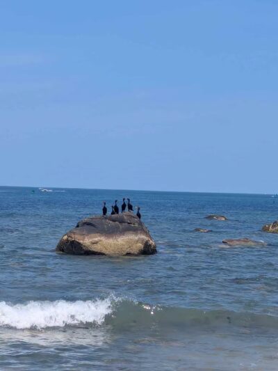 Conservation Park - Scituate, MA