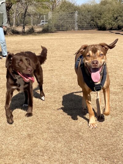 Chaparral Dog Park - Scottsdale, AZ