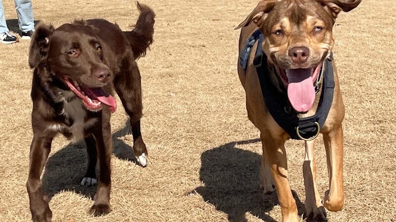 Chaparral Dog Park - Scottsdale, AZ