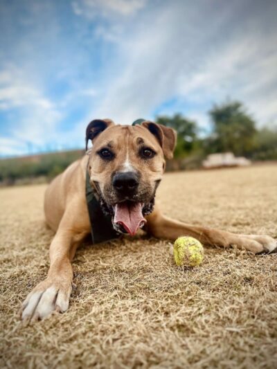 Chaparral Dog Park - Scottsdale, AZ