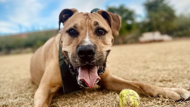 Chaparral Dog Park - Scottsdale, AZ