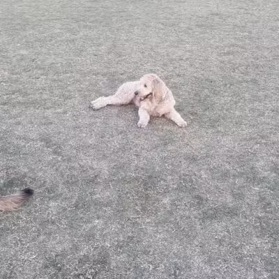 Chaparral Dog Park - Scottsdale, AZ
