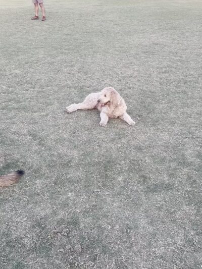 Chaparral Dog Park - Scottsdale, AZ