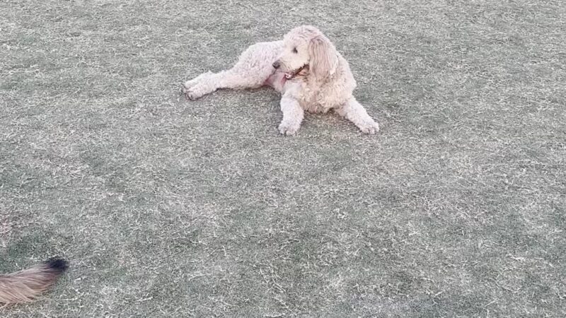 Chaparral Dog Park - Scottsdale, AZ