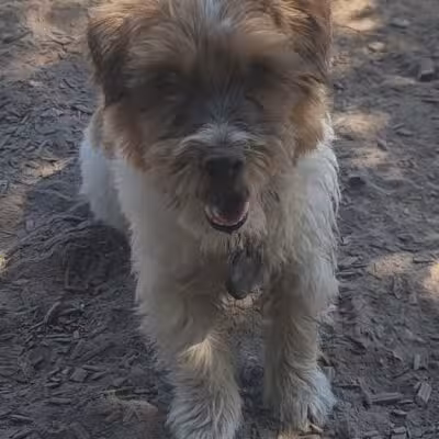 Ragle Ranch Dog Park - Sebastopol, CA