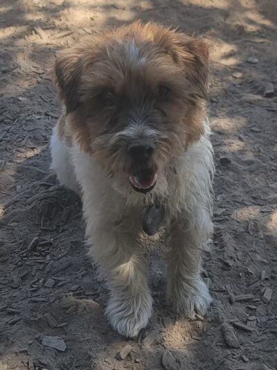 Ragle Ranch Dog Park - Sebastopol, CA