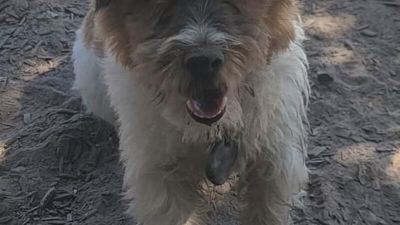 Ragle Ranch Dog Park - Sebastopol, CA