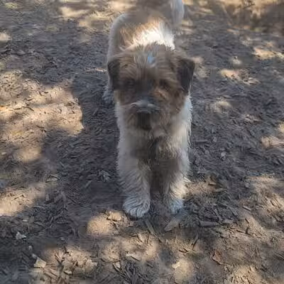 Ragle Ranch Dog Park - Sebastopol, CA