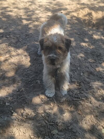 Ragle Ranch Dog Park - Sebastopol, CA