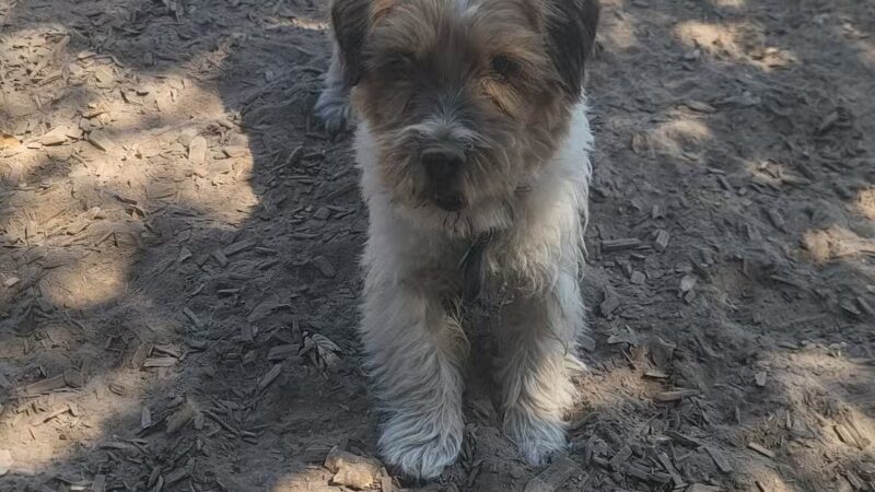 Ragle Ranch Dog Park - Sebastopol, CA