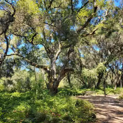 Ragle Ranch Park - Sebastopol, CA