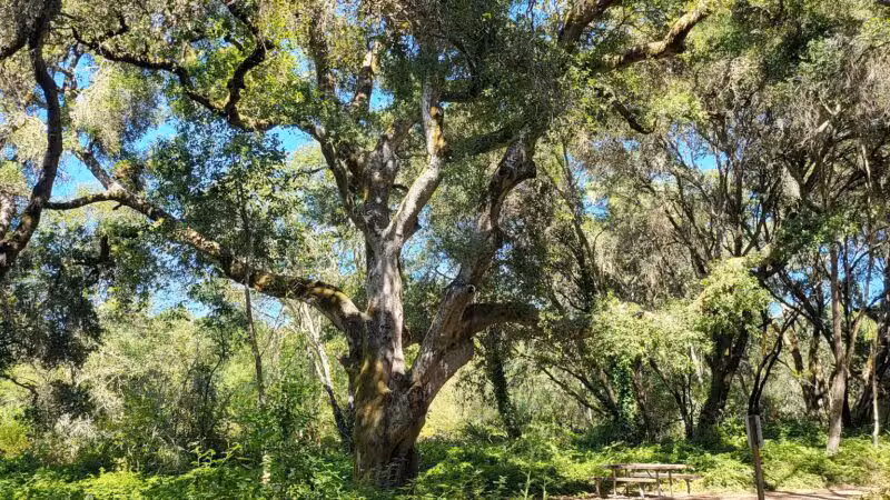 Ragle Ranch Park - Sebastopol, CA