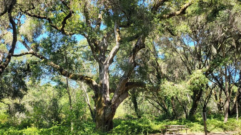 Ragle Ranch Park - Sebastopol, CA