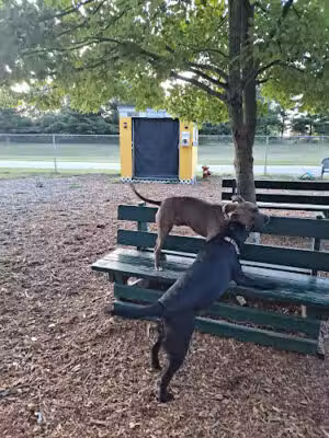Attleboro Dog Park - Seekonk, MA