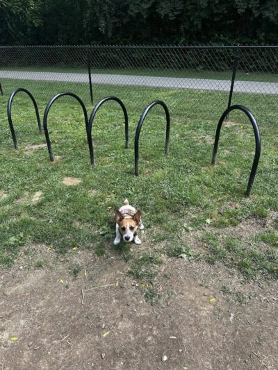 Sellersburg Dog Park - Sellersburg, IN