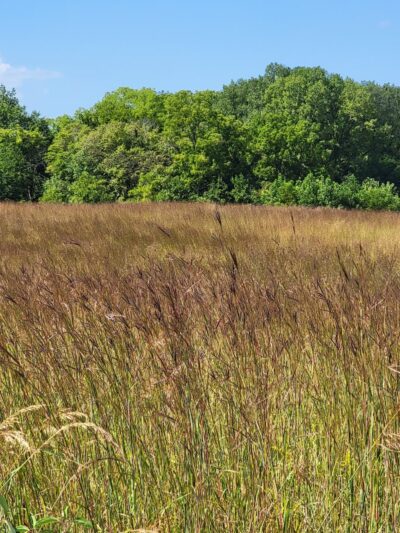 Red-tail Nature Preserve - Selma, IN
