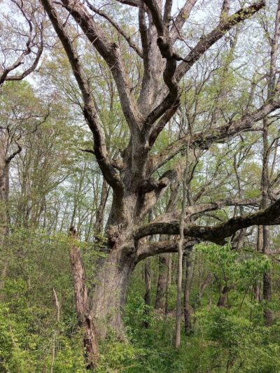Red-tail Nature Preserve - Selma, IN