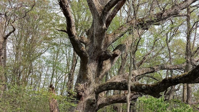 Red-tail Nature Preserve - Selma, IN