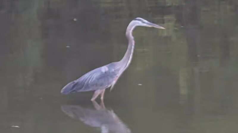 Prairie Creek Park - Selma, IN