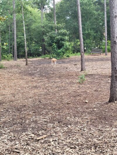 Seneca PetSafe Dog Park - Seneca, SC