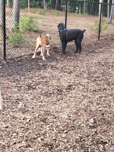 Seneca PetSafe Dog Park - Seneca, SC