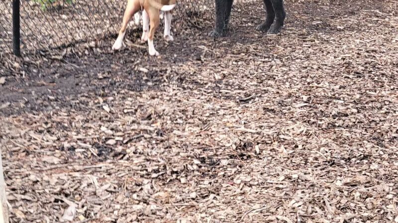 Seneca PetSafe Dog Park - Seneca, SC