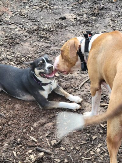 Seneca PetSafe Dog Park - Seneca, SC