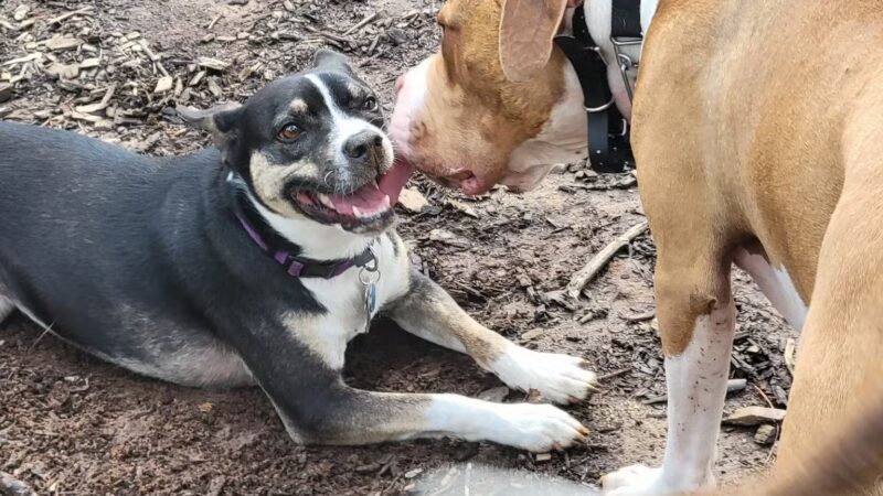 Seneca PetSafe Dog Park - Seneca, SC