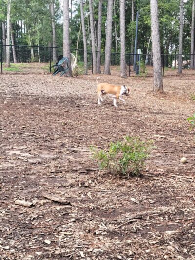 Seneca PetSafe Dog Park - Seneca, SC