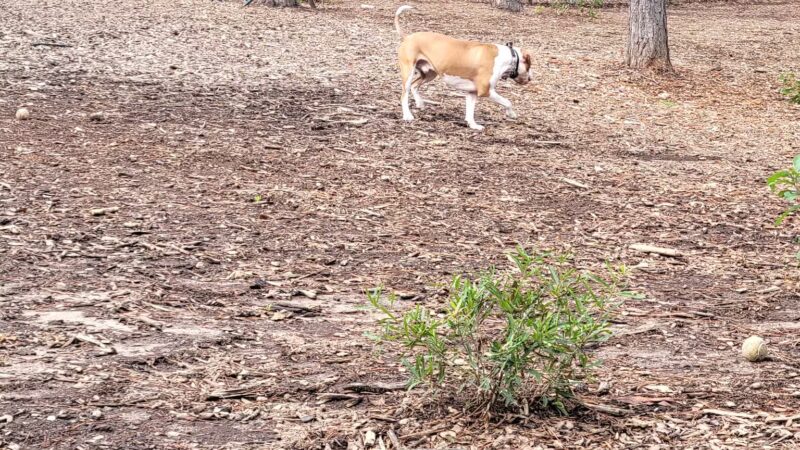 Seneca PetSafe Dog Park - Seneca, SC