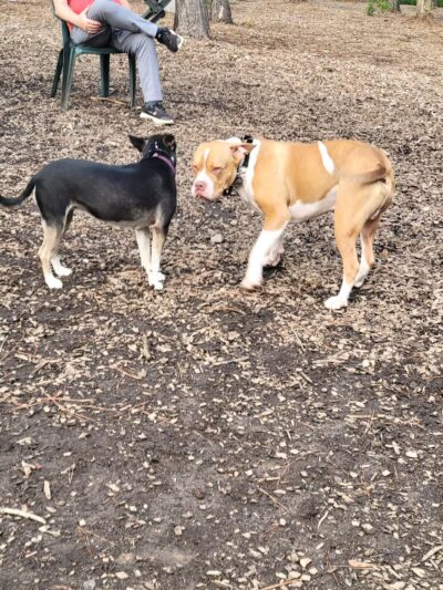 Seneca PetSafe Dog Park - Seneca, SC