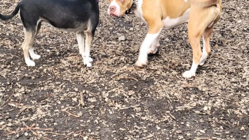 Seneca PetSafe Dog Park - Seneca, SC