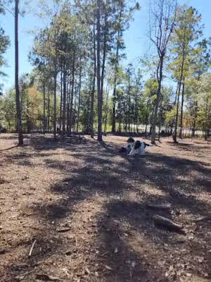 Seneca PetSafe Dog Park - Seneca, SC