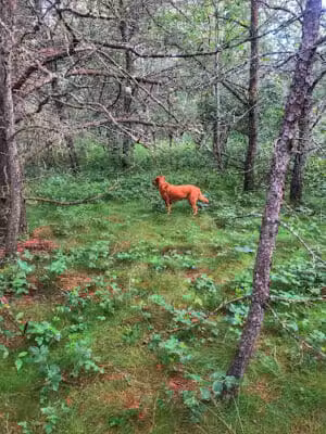Seney Rest Area - Seney,