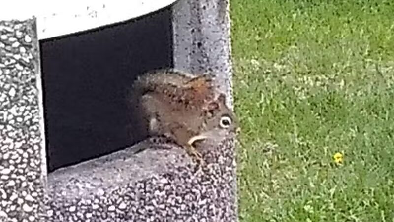 Seney Rest Area - Seney,